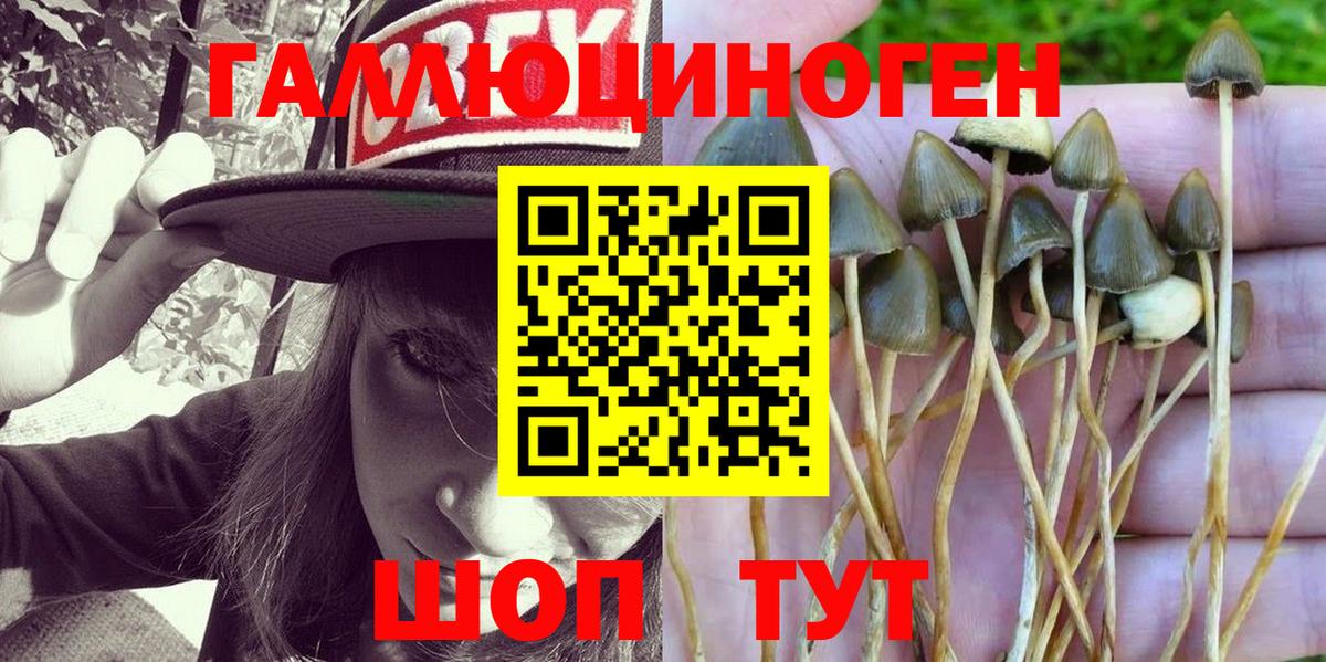 Псилоцибиновые грибы Psilocybe  сколько стоит  Гай  Вход с VPN 